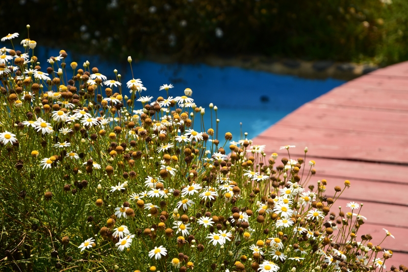 Pool Party at Janna Sur Mer